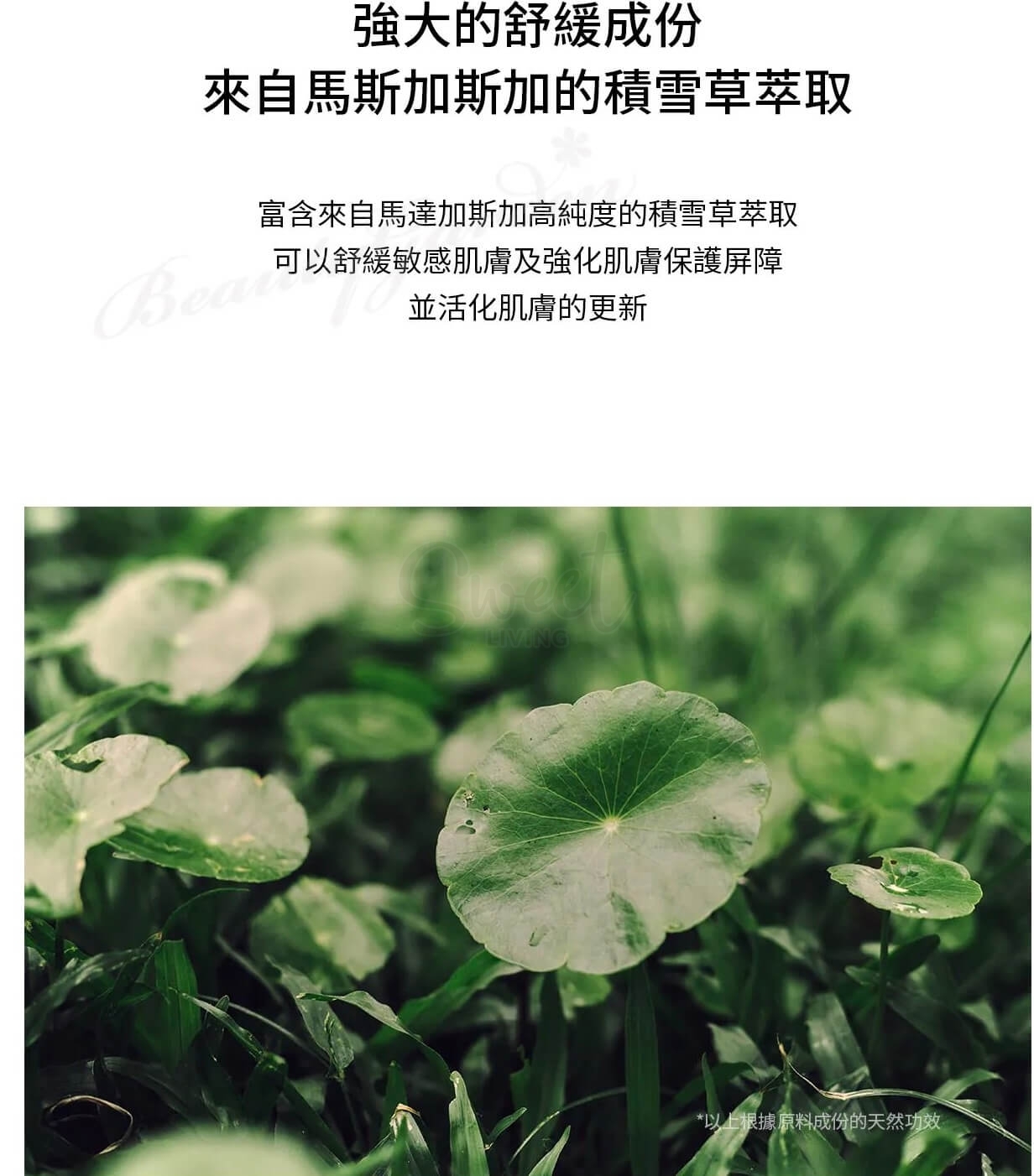 【韩国】SKIN1004/ 理肤天使 马达加斯加积雪草 水感防晒精华乳 保湿美白透亮 水润舒缓 SPF50+·PA+++ 50ml -  - 8@ - Sweet Living